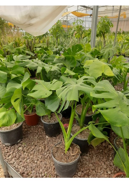 Deve Tabanı – Canlı Saksılı Geniş Yapraklı Salon Bitkisi 2 Adet (Monstera / Dekoratif)