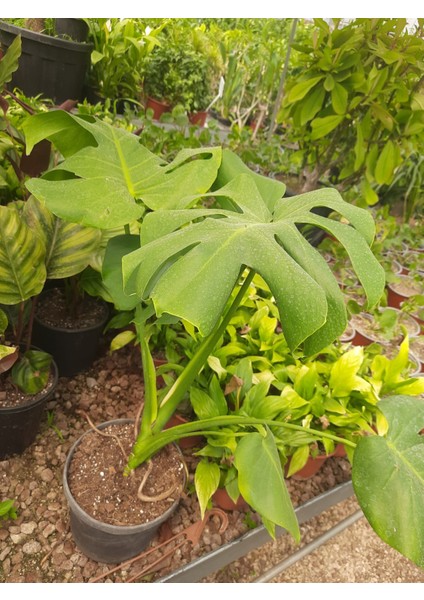 Deve Tabanı – Canlı Saksılı Geniş Yapraklı Salon Bitkisi 2 Adet (Monstera / Dekoratif)