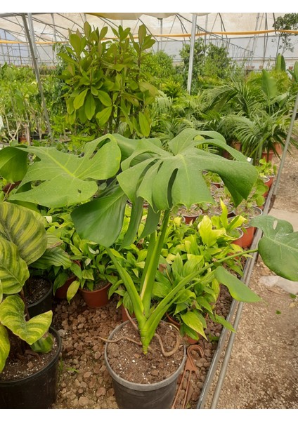 Deve Tabanı – Canlı Saksılı Geniş Yapraklı Salon Bitkisi 2 Adet (Monstera / Dekoratif)