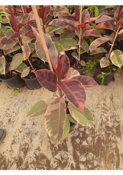 Kırmızı Kauçuk Bitkisi – Canlı Saksıda Bordo Yapraklı Salon Bitkisi 60-80CM