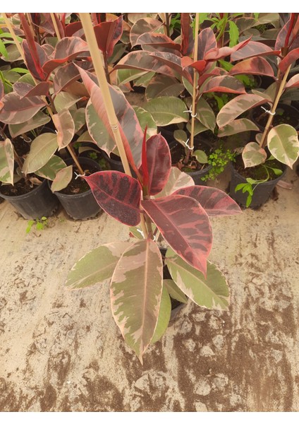Kırmızı Kauçuk Bitkisi – Canlı Saksıda Bordo Yapraklı Salon Bitkisi 60-80CM indirimleri