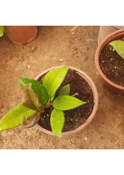 Beyaz Mum Çiçeği – Canlı Saksılı Kokulu Çiçekli Bitki 30-40CM (Iç Mekâna Uygun / Sarkıcı Form)