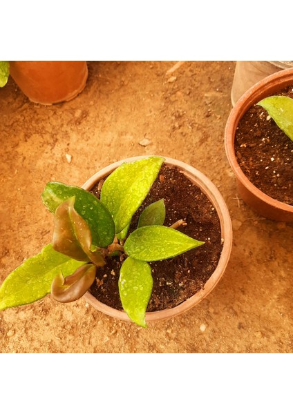 Beyaz Mum Çiçeği – Canlı Saksılı Kokulu Çiçekli Bitki 30-40CM (Iç Mekâna Uygun / Sarkıcı Form) fiyatları