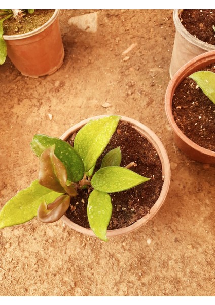 Beyaz Mum Çiçeği – Canlı Saksılı Kokulu Çiçekli Bitki 30-40CM (Iç Mekâna Uygun / Sarkıcı Form) modelleri