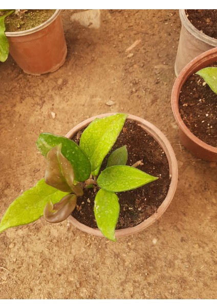 Beyaz Mum Çiçeği – Canlı Saksılı Kokulu Çiçekli Bitki 30-40CM (Iç Mekâna Uygun / Sarkıcı Form) fırsatları