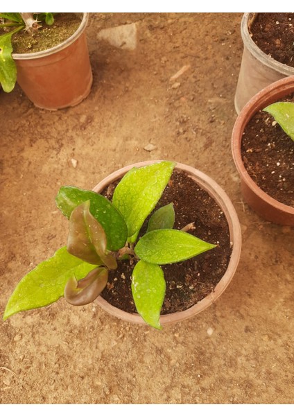 Beyaz Mum Çiçeği – Canlı Saksılı Kokulu Çiçekli Bitki 30-40CM (Iç Mekâna Uygun / Sarkıcı Form) indirimleri