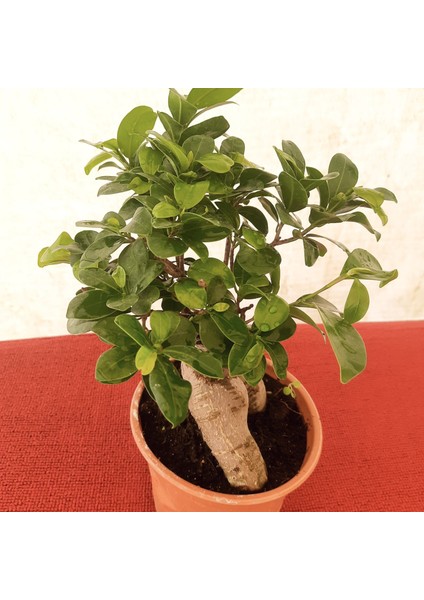 Bonsai – Canlı Saksılı Minyatür Ağaç 20-30CM (Iç Mekâna Uygun) fiyatları
