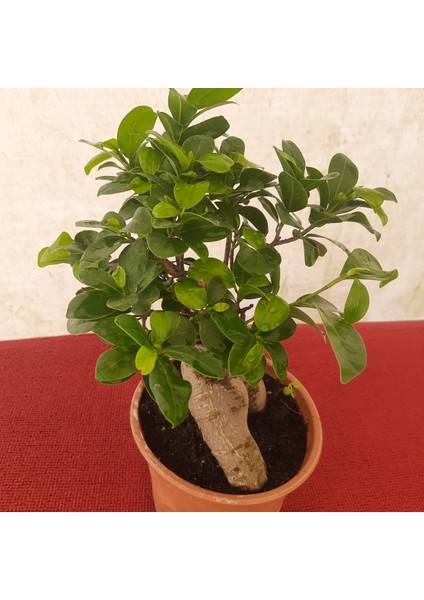 Bonsai – Canlı Saksılı Minyatür Ağaç 20-30CM (Iç Mekâna Uygun) modelleri