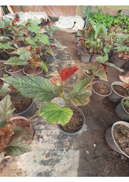 Çilli Begonya – Canlı Saksılı Dekoratif Yapraklı Bitki 30-50CM (Iç Mekâna Uygun)