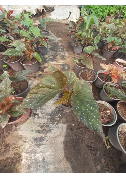 Çilli Begonya – Canlı Saksılı Dekoratif Yapraklı Bitki 30-50CM (Iç Mekâna Uygun) fiyatları