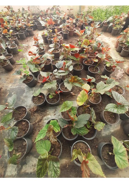 Çilli Begonya – Canlı Saksılı Dekoratif Yapraklı Bitki 30-50CM (Iç Mekâna Uygun) modelleri