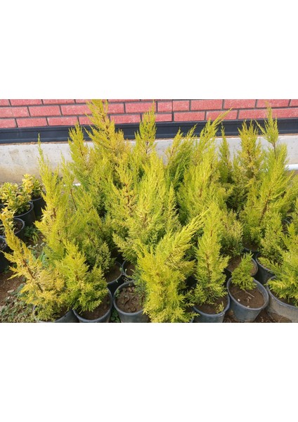 Limon Servi Fidanı fiyatları