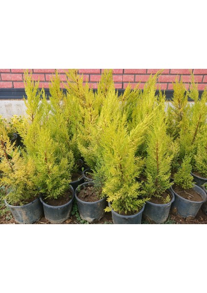 Limon Servi Fidanı modelleri