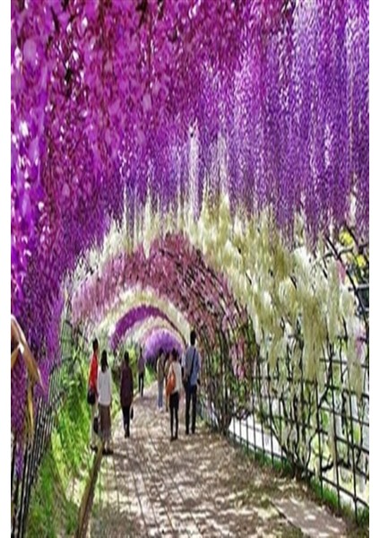 Wisteria Sinensis Kokulu Çin Morsalkım Mor Salkım Fidanı 20-40 cm