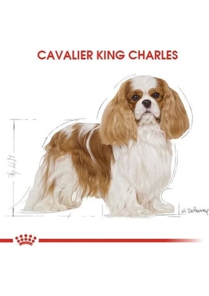 Royal Canin Cavalier King Charles Yetişkin Köpek Maması 1.5 kg