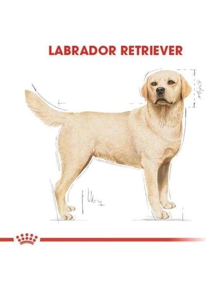 Royal Canin Labrador Retriever Yetişkin Köpek Maması 12 kg
