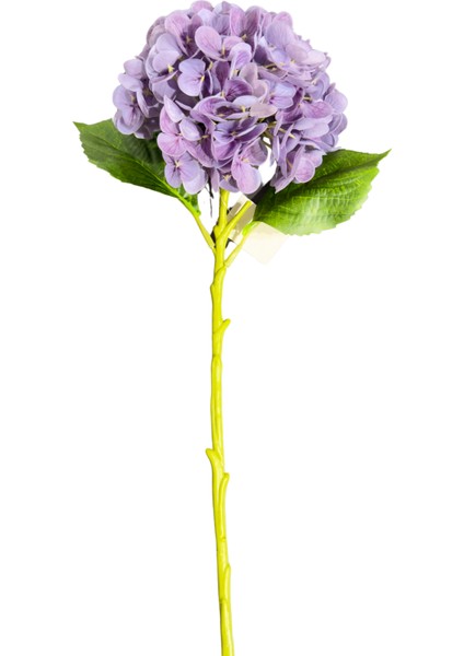 Mor Ithal Ortanca fiyatları