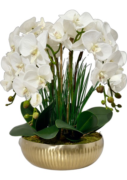 Gold Saksılı Beyaz Orkide fiyatları