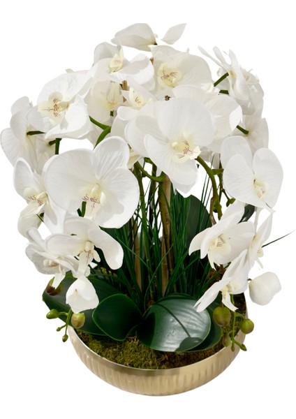 Gold Saksılı Beyaz Orkide modelleri