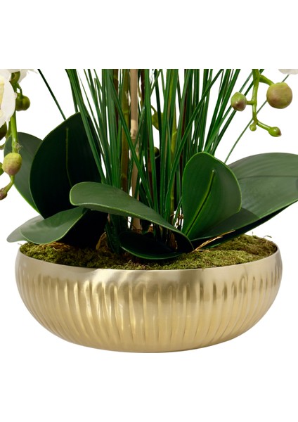 Gold Saksılı Beyaz Orkide fırsatları