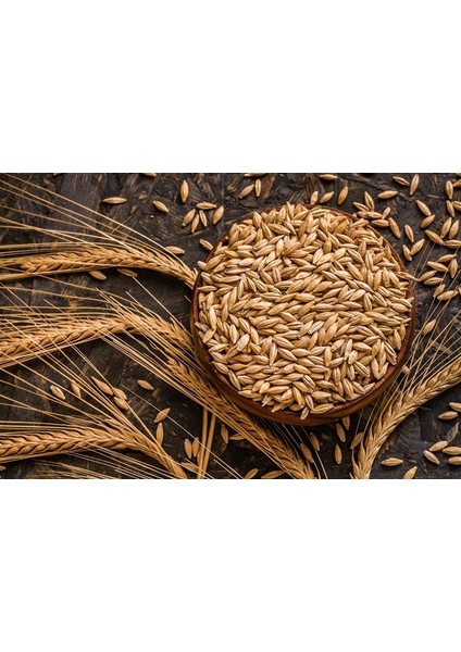 T-Yem Arpa Tane 10 kg - Çiftlik Hayvanları Için Kaliteli Yem Seçeneği