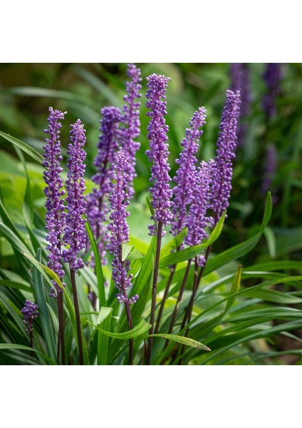 Çim Zambağı 'liriope Muscari' 3'lü Set
