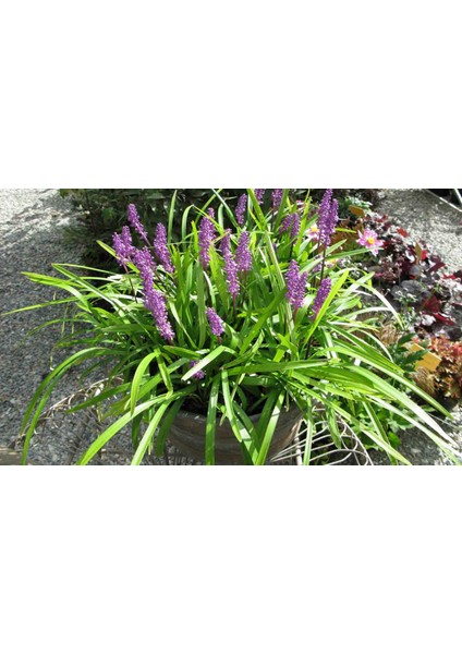 Çim Zambağı 'liriope Muscari' 3'lü Set