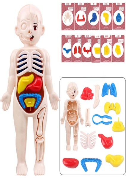 Insan Vücudu Anatomisi Organ Bulmaca Anatomi Bul Tak Yapboz Eğitici Oyuncak Oyun 20 cm