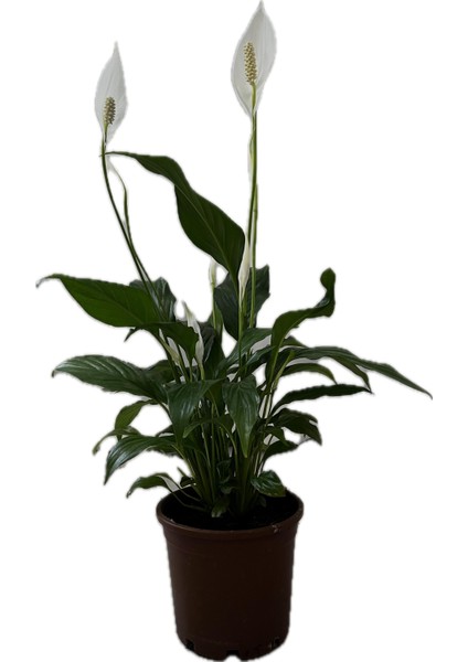Spathiphyllum – Barış Çiçeği | Canlı Iç Mekan Bitkisi | Hava Temizleyici & Çiçekli Saksı Bitkisi