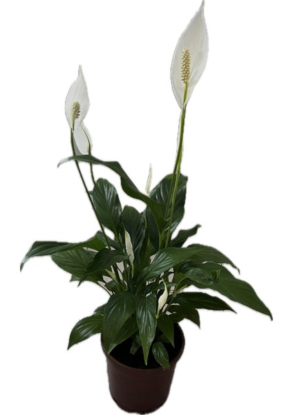 Spathiphyllum – Barış Çiçeği | Canlı Iç Mekan Bitkisi | Hava Temizleyici & Çiçekli Saksı Bitkisi fiyatları