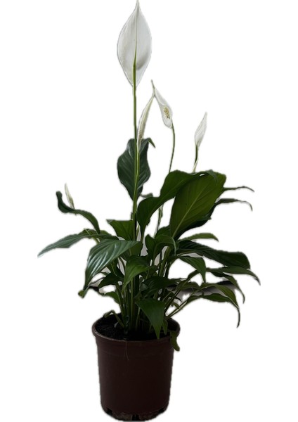Spathiphyllum – Barış Çiçeği | Canlı Iç Mekan Bitkisi | Hava Temizleyici & Çiçekli Saksı Bitkisi modelleri