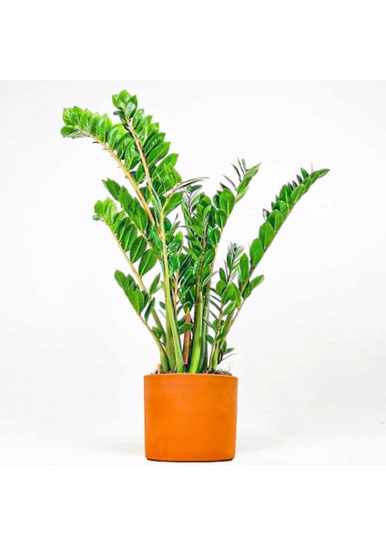 Zamia Bitkisi - Zamioculcas Ruby Terra Cotta Saksılı 80-100 cm