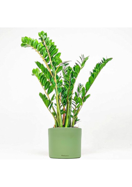 Zamia Bitkisi - Zamioculcas Ruby Yeşil Saksılı 80-100 cm