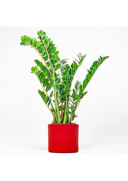 Zamia Bitkisi - Zamioculcas Ruby Kırmızı Saksılı 80-100 cm