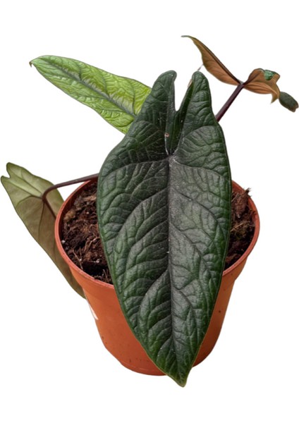 Alocasia Scalprum (Fil Kulağı)