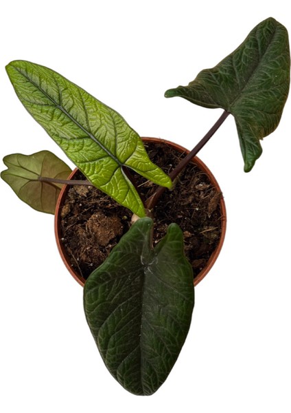 Alocasia Scalprum (Fil Kulağı) fiyatları