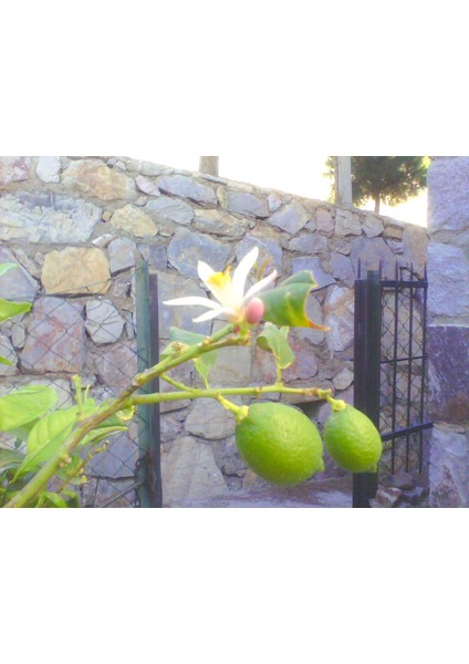 Limon Reçeli 400gr modelleri