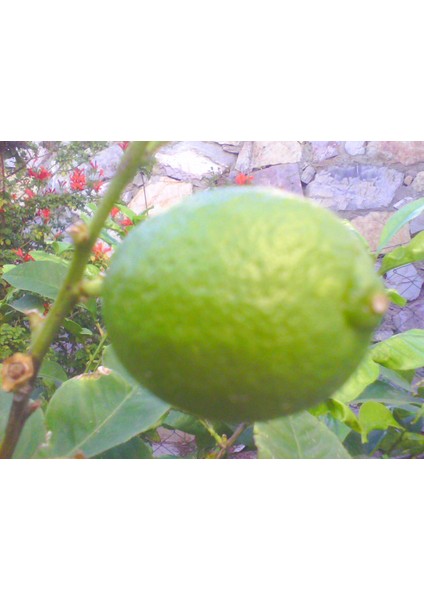 Limon Reçeli 400gr indirimleri