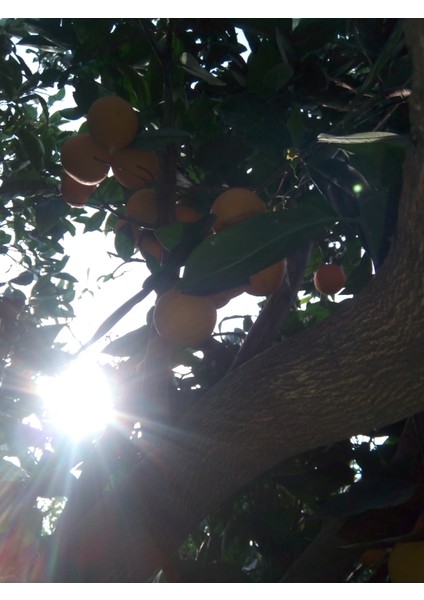 Bodrum Mandalin Reçeli- 3 Adet 400gr fırsatları