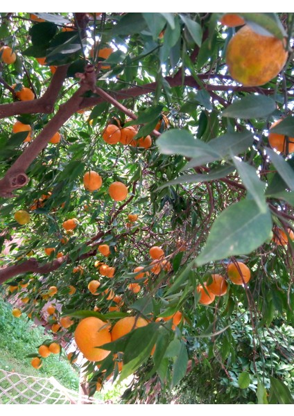 Bodrum Mandalin Reçeli- 3 Adet 400gr indirimleri