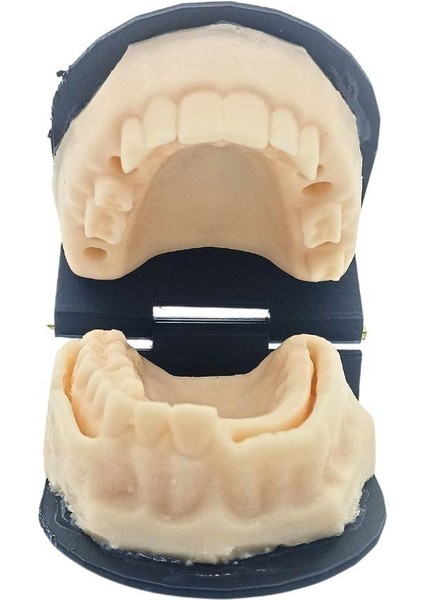 Silikon Çene Diş Dikiş Modeli Ortodontik Alt Üst Çene Periodontal Dikiş Eğitim Modeli-2