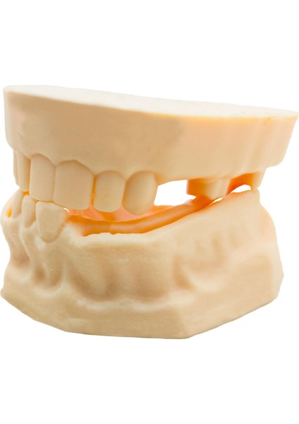 Silikon Çene Diş Dikiş Modeli Ortodontik Alt Üst Çene Periodontal Dikiş Eğitim Modeli-2 modelleri