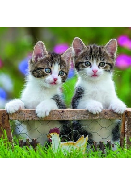 - 3 x 49 Parça Puzzle Tiger Babies (80465)