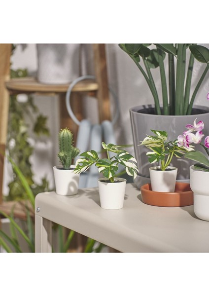 Fejkasaksılı Yapay Bitki, Yeşil, 6 Cm, Monstera