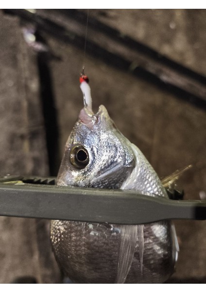 Biobait I-Tail 2’’ 50MM 08 White Silver modelleri