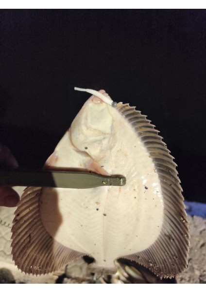 Biobait I-Tail 2’’ 50MM 03 Iwashi fiyatları