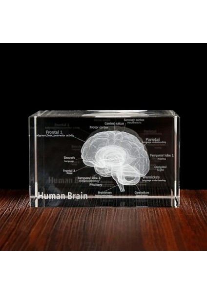 3D Kristal Insan Beyni Modeli