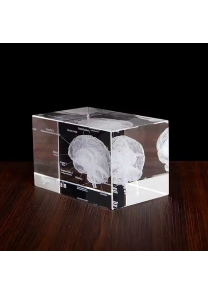 3D Kristal Insan Beyni Modeli