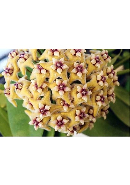 Sarı Mum Çiçeği Fidanı