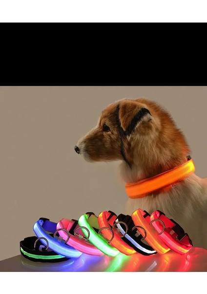 Reflektörlü Köpek S Tasması
